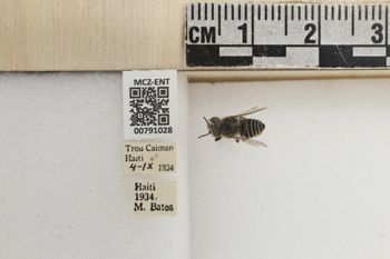 Media type: image;   Entomology 791028 Aspect: Labels